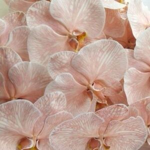 Meet your Posher, Sofia